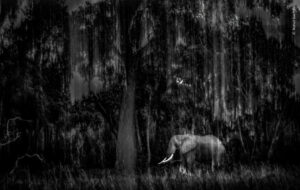 Indian-Wildlife-Photographer-Rahul-Sachdev