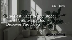 Discover-The-Tarva-The-Best-Place-to-Buy-Indoor-Plants-Online-in-India