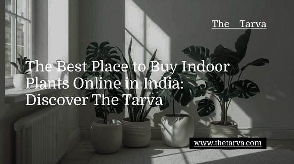 Discover-The-Tarva-The-Best-Place-to-Buy-Indoor-Plants-Online-in-India